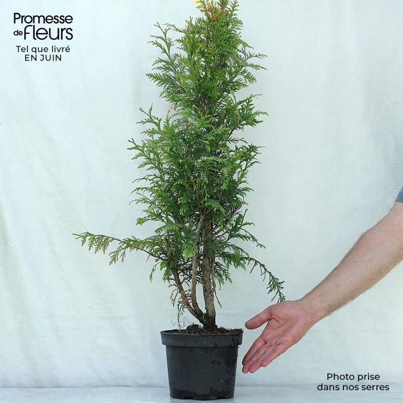 Spécimen de Thuja plicata Excelsa Pot de 2L/3L tel que livré en été