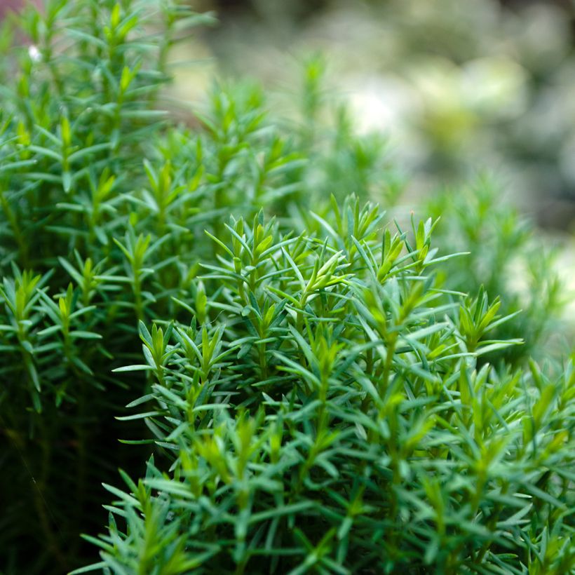 Thuja occidentalis Teddy - Thuya du Canada                        (Feuillage)