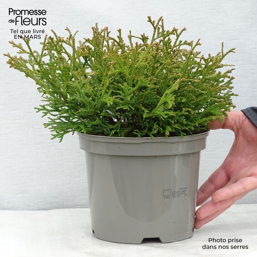 Spécimen de Thujopsis dolobrata Nana Pot de 2L/3L tel que livré au printemps