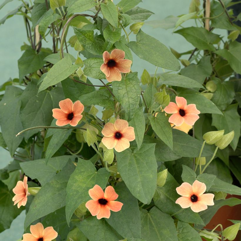 Graines de Suzanne aux yeux noirs African Sunset - Thunbergia alata (Port)