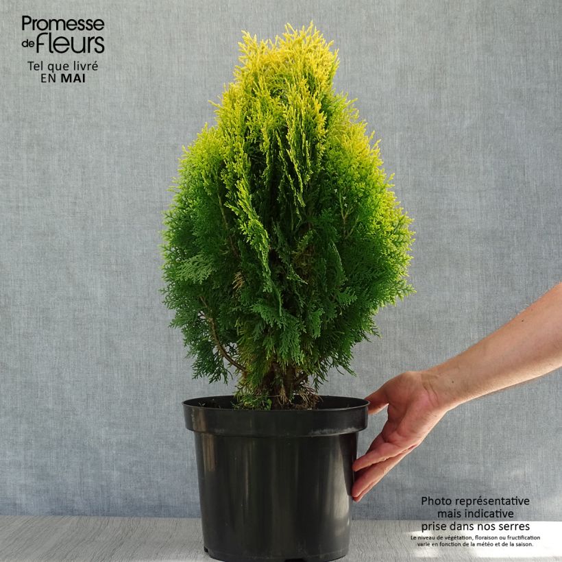 Spécimen de Thuya d'Orient - Platycladus orientalis Aurea Nana Pot de 7,5L/10L tel que livré au printemps