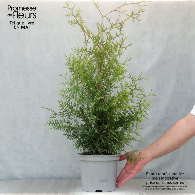 Spécimen de Thuya du Canada - Thuja occidentalis Brabant  Pot de 4L/5L tel que livré au printemps