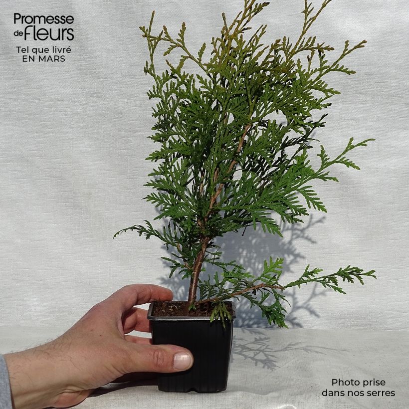 Spécimen de Thuya du Canada - Thuja occidentalis Brabant  Godet de 8/9 cm tel que livré au printemps
