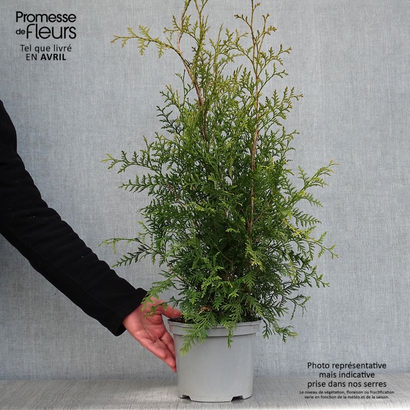 Spécimen de Thuya du Canada - Thuja occidentalis Brabant  Pot de 2L/3L tel que livré au printemps