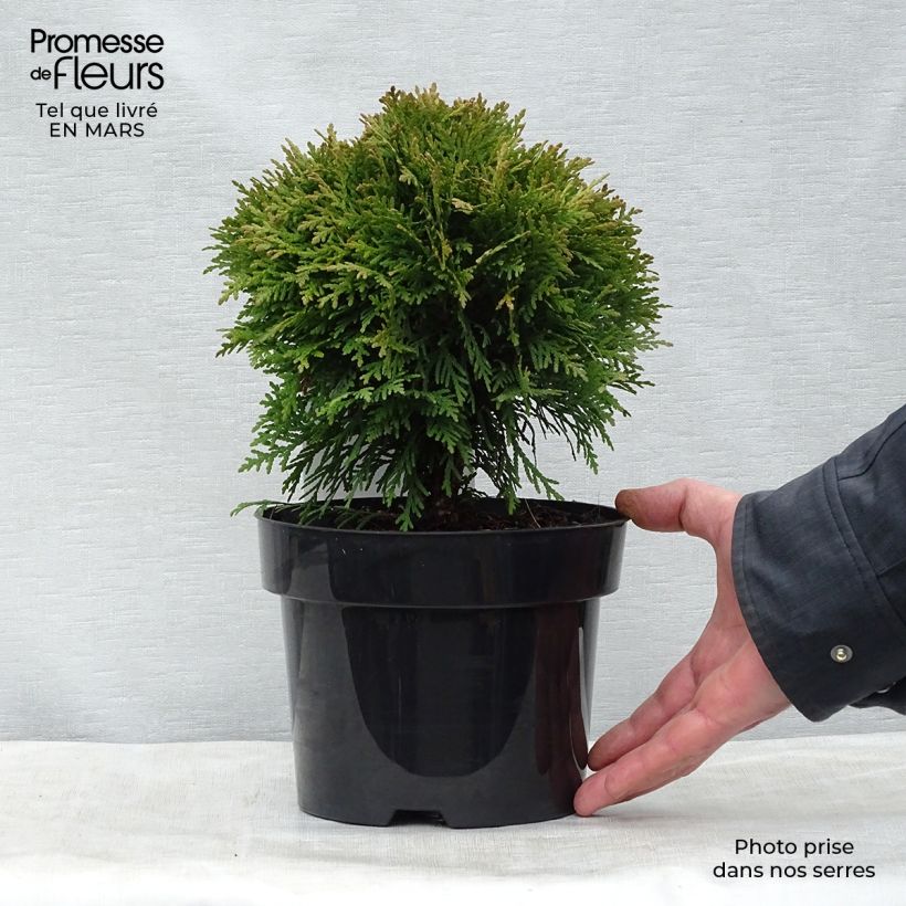 Spécimen de Thuya du Canada - Thuja occidentalis Danica Pot de 2L/3L tel que livré au printemps