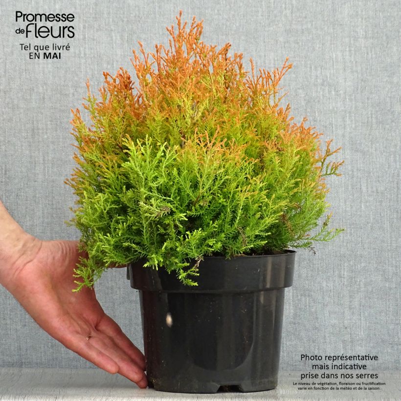 Spécimen de Thuya du Canada - Thuja occidentalis Fire Chief Pot de 2L/3L tel que livré au printemps