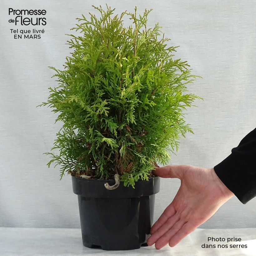 Example of Thuya du Canada - Thuja occidentalis Golden Globe Pot de 2L/3L as you get in printemps