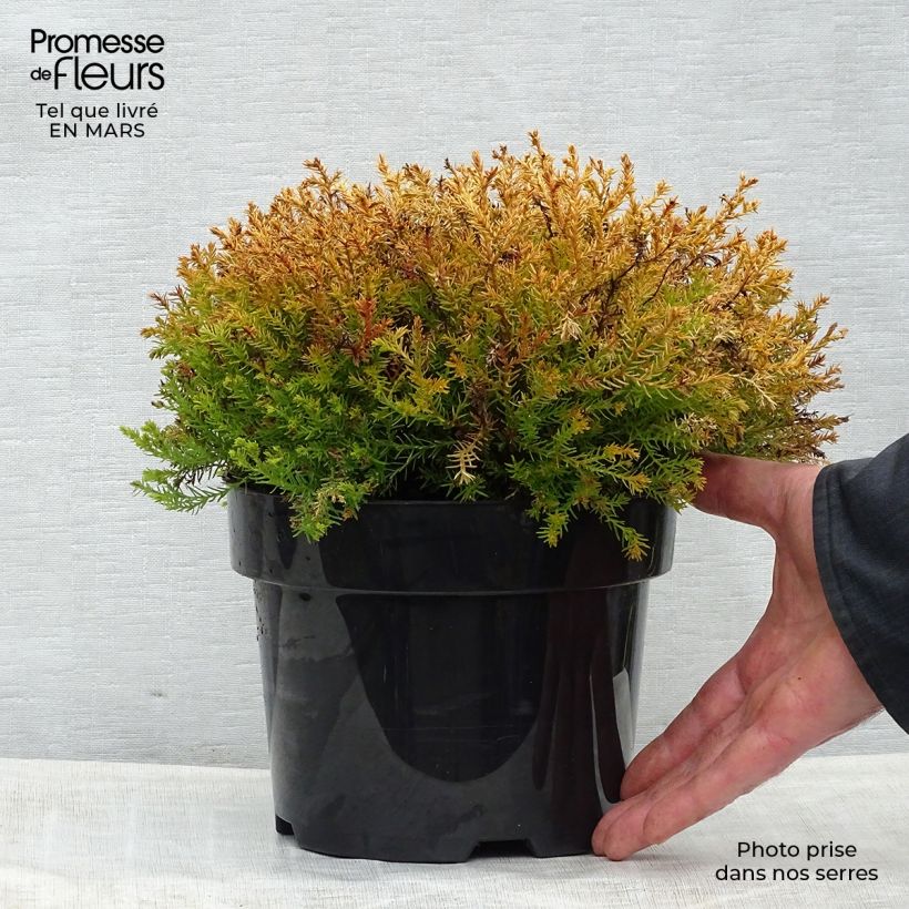 Spécimen de Thuya du Canada - Thuja occidentalis Rheingold                   Pot de 2L/3L tel que livré au printemps