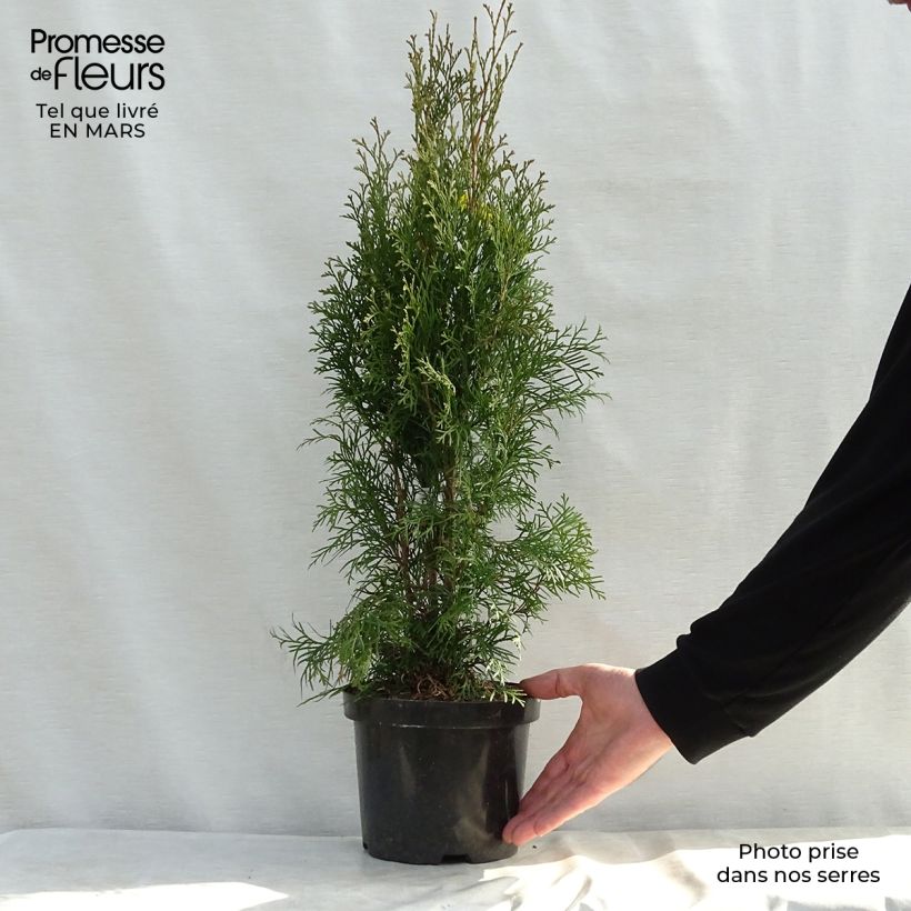 Spécimen de Thuya du Canada - Thuja occidentalis Smaragd Pot de 3L/4L tel que livré au printemps