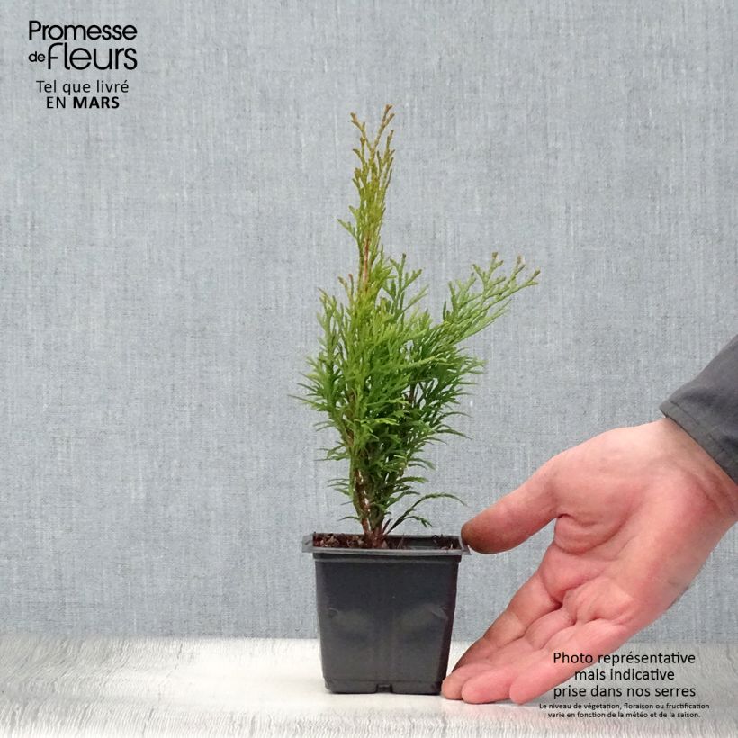 Spécimen de Thuya du Canada - Thuja occidentalis Smaragd Godet de 8/9 cm tel que livré au printemps