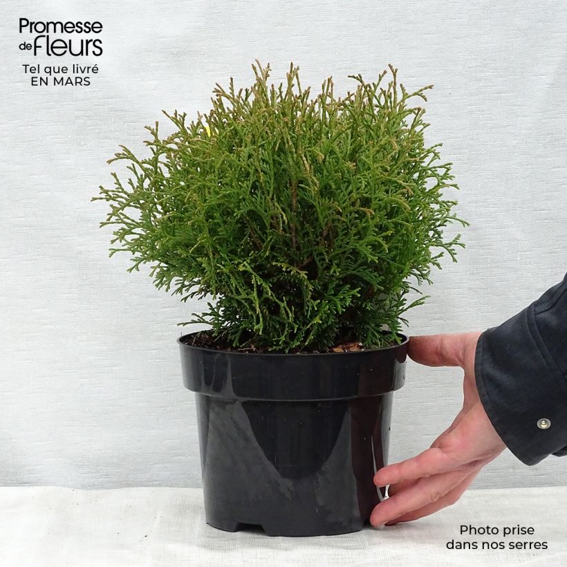 Example of Thuya du Canada - Thuja occidentalis Tiny Tim Pot de 2L/3L as you get in printemps