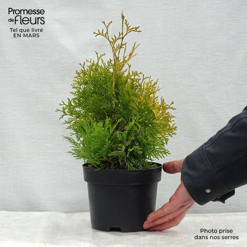 Example of Thuya du Canada - Thuja occidentalis Yellow Ribbon. Pot de 2L/3L as you get in printemps