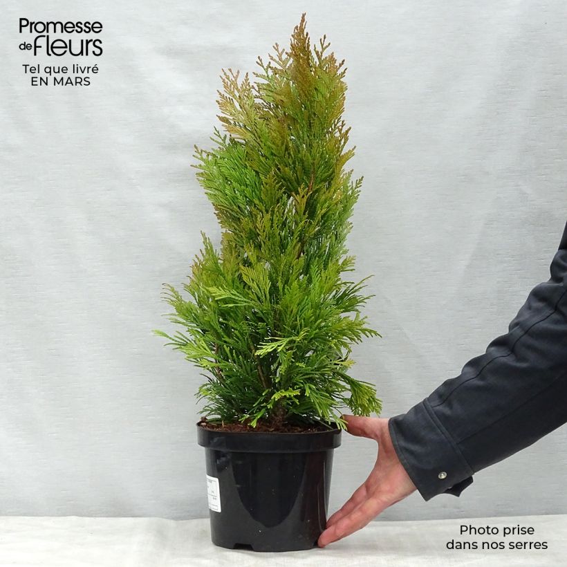 Spécimen de Thuya géant - Thuja plicata 4 Ever Goldy Pot de 2L/3L tel que livré au printemps