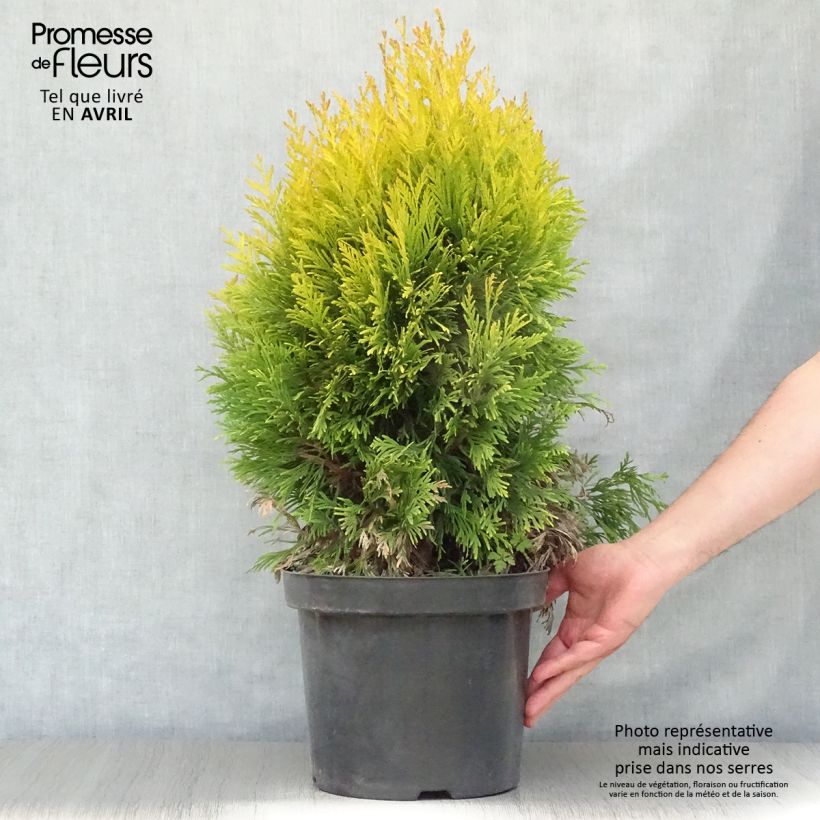 Spécimen de Thuya géant - Thuja plicata 4 Ever Goldy Pot de 6L/7L tel que livré au printemps