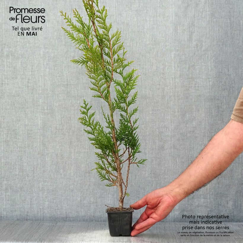 Spécimen de Thuya pour haie - Thuja plicata Atrovirens Godet de 8/9 cm tel que livré au printemps