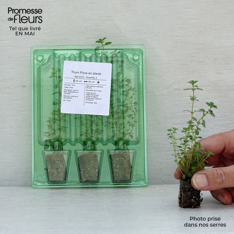Spécimen de Thym Pizza en plants Mini-motte Ø 1,5/2,5 cm, Livré en plant vert de 5 cm de haut environ tel que livré au printemps