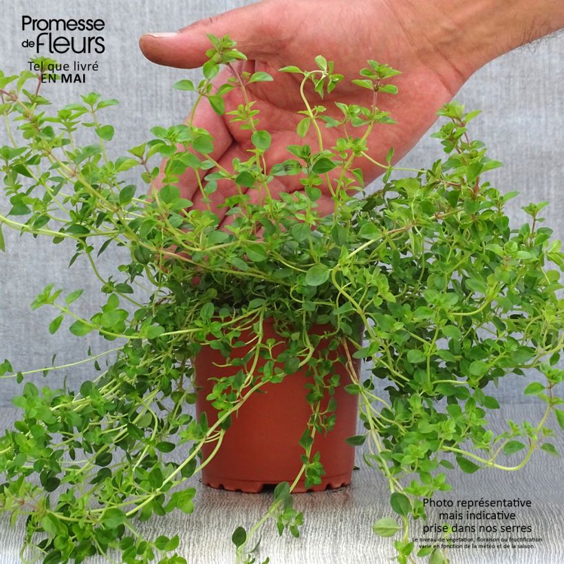 Spécimen de Thym Pizza en plants Pot de 10 cm/11cm tel que livré au printemps