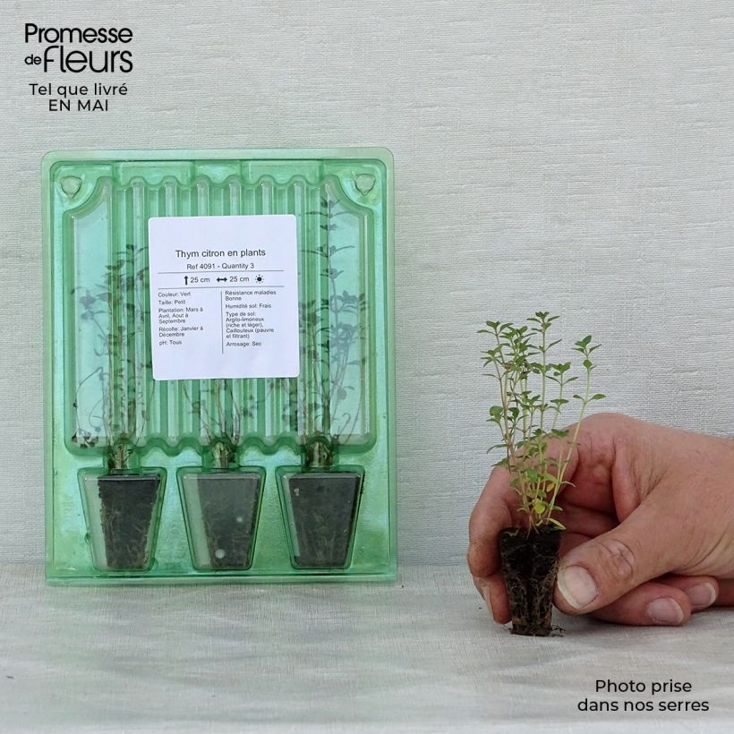 Example of Thym citron en plants Mini-motte Ø 3/4 cm, Livré en hauteur de 5 à 10 cm as you get in printemps