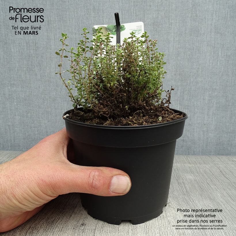Spécimen de Thym citron panaché - Thymus citriodorus Silver Queen Pot de 1,5L/2L tel que livré au printemps