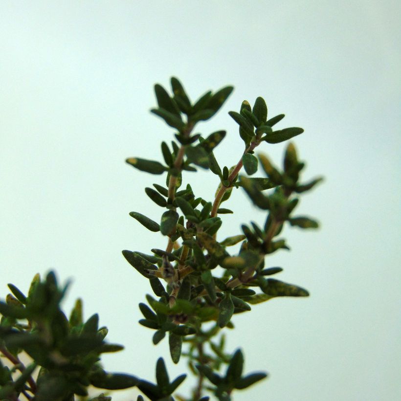 Thym de Provence  - Thymus vulgaris (Foliage)