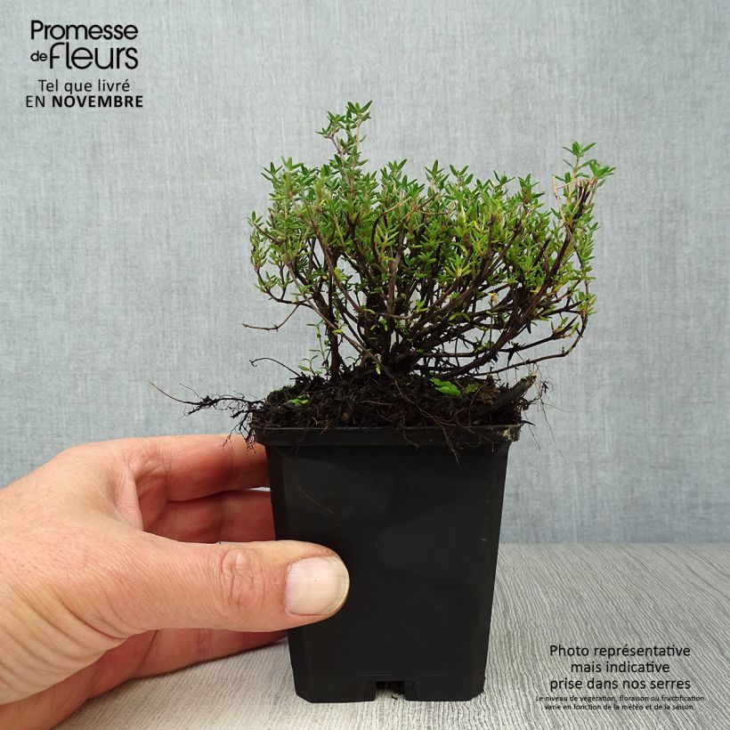 Spécimen de Thym d'hiver, Thymus vulgaris Compactus Godet de 8/9 cm tel que livré en automne