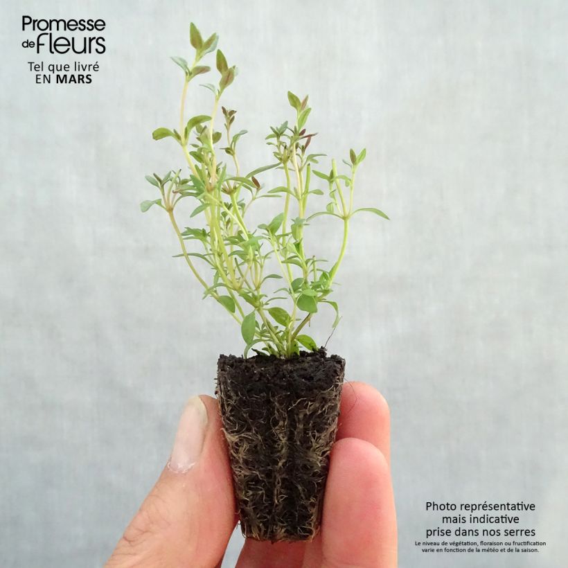 Example of Thym d'hiver en plants - Thym commun en plants Mini-motte Ø 3/4 cm, Livré en hauteur de 5 à 10 cm as you get in printemps