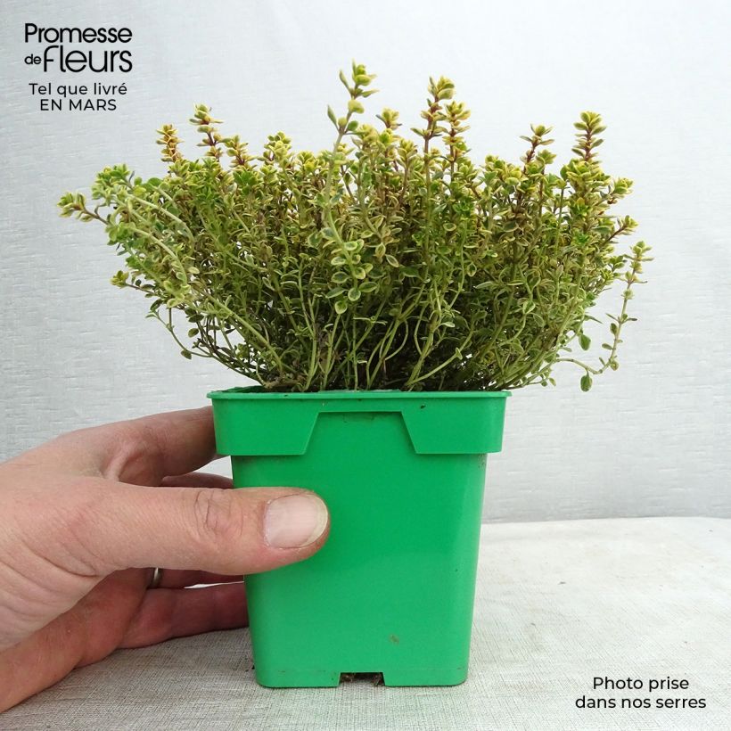 Spécimen de Thym doré - Thymus vulgaris Gold en plant Pot de 10 cm/11cm tel que livré au printemps