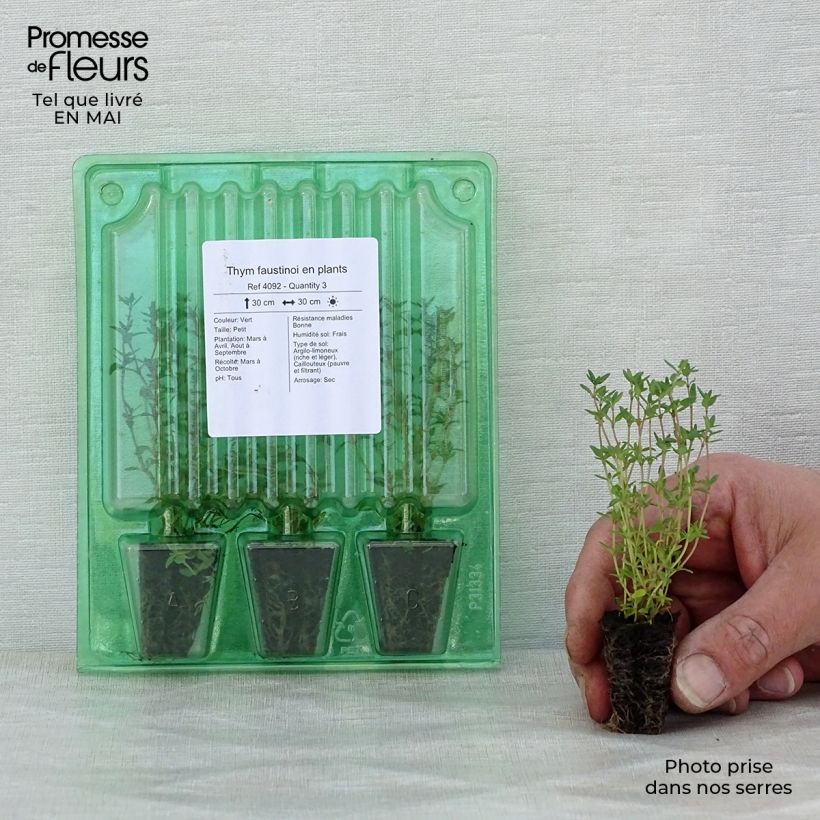 Example of Thym faustinoi en plants Mini-motte Ø 3/4 cm, Livré en hauteur de 5 à 10 cm as you get in printemps