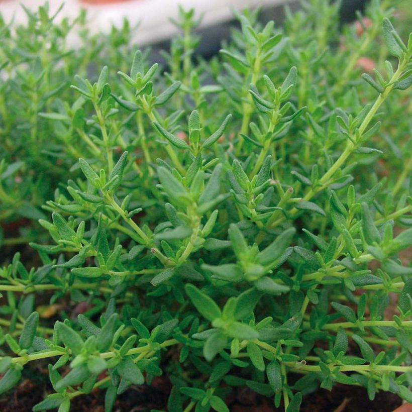 Thym faustinoi en plants (Foliage)