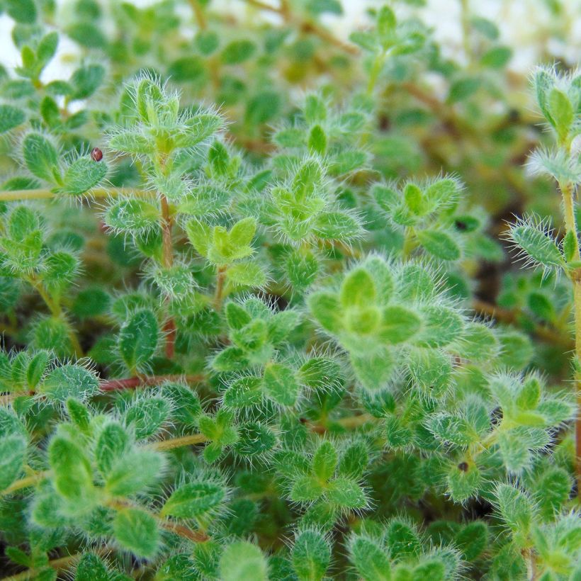 Thym laineux - Thymus pseudolanuginosus (Feuillage)