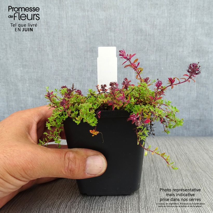 Spécimen de Thym praecox Coccineus - Thym précoce rouge magenta Godet de 8/9 cm tel que livré en été