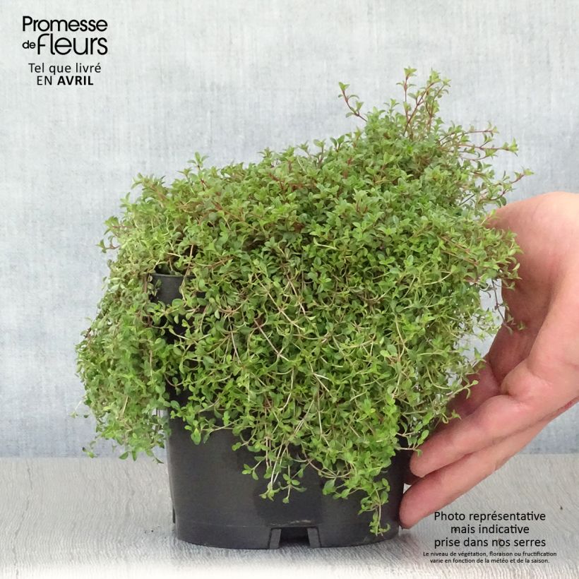 Example of Thym praecox Coccineus - Thym précoce rouge magenta Pot de 2L/3L as you get in printemps