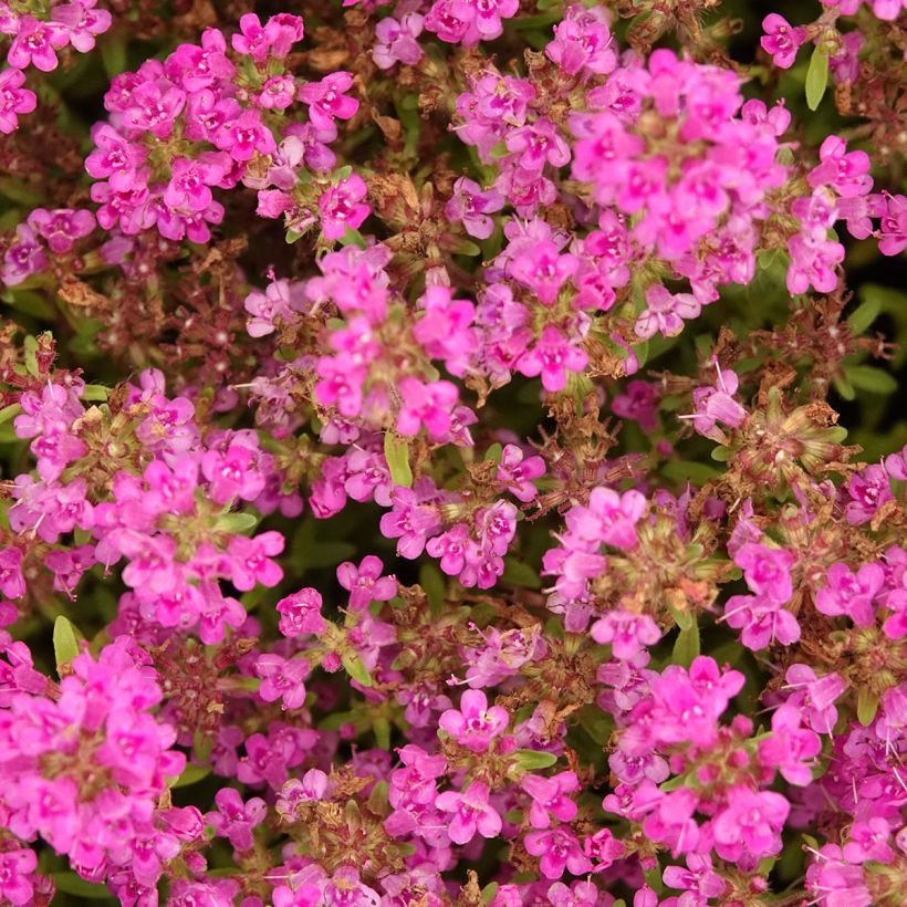Thym praecox Purple Beauty - Thym précoce rose-pourpré (Floraison)