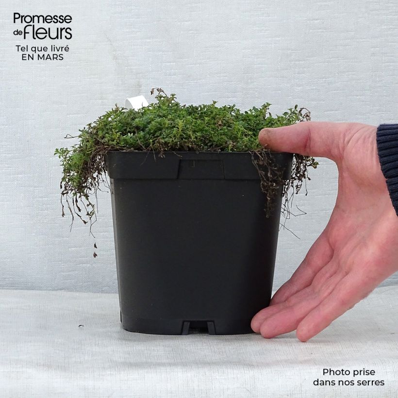 Spécimen de Thym précoce - Thym praecox Albiflorus Pot de 2L/3L tel que livré au printemps