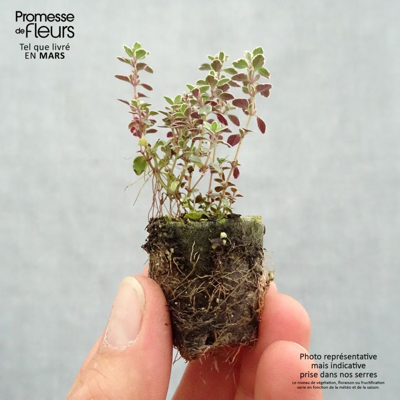 Spécimen de Thymus Sparkling Bright - Thym panaché en plants Mini-motte Ø 3/4 cm tel que livré au printemps