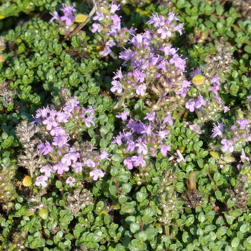 Thymus hirsutus - Thym hirsute (Flowering)
