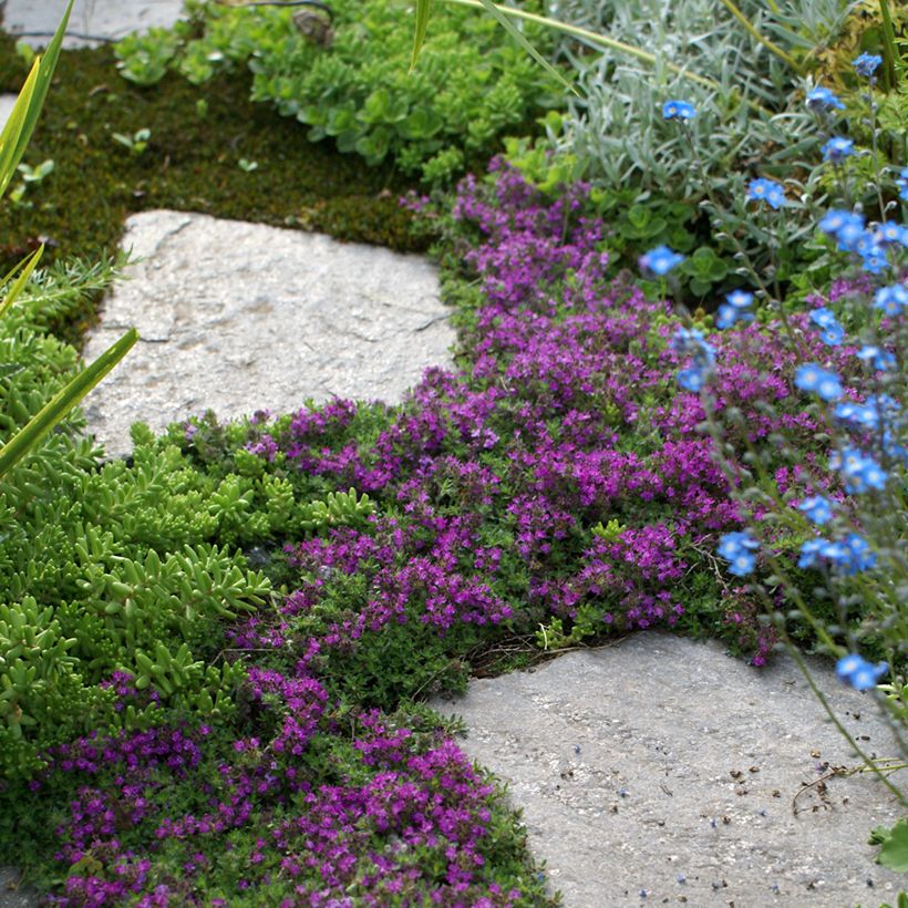 Thymus praecox Bressingham - Thym précoce (Port)