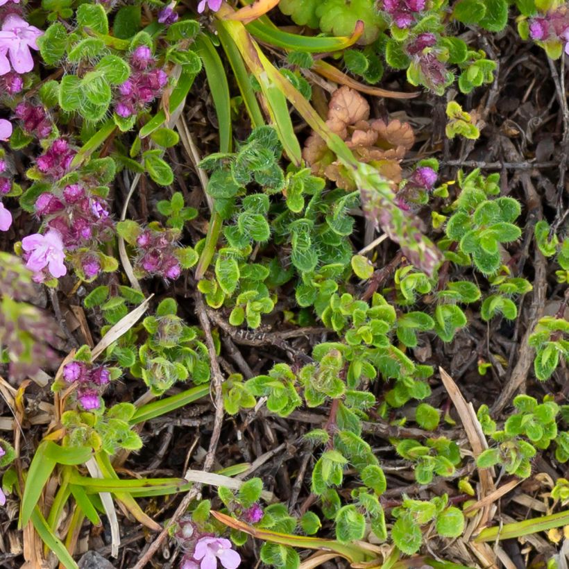 Thymus praecox Minor - Thym précoce (Feuillage)