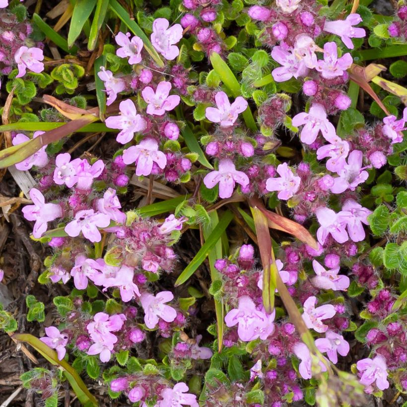Thymus praecox Minor - Thym précoce (Floraison)