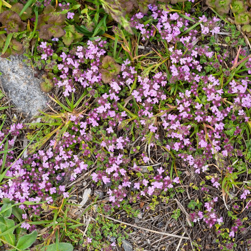 Thymus praecox Minor - Thym précoce (Port)