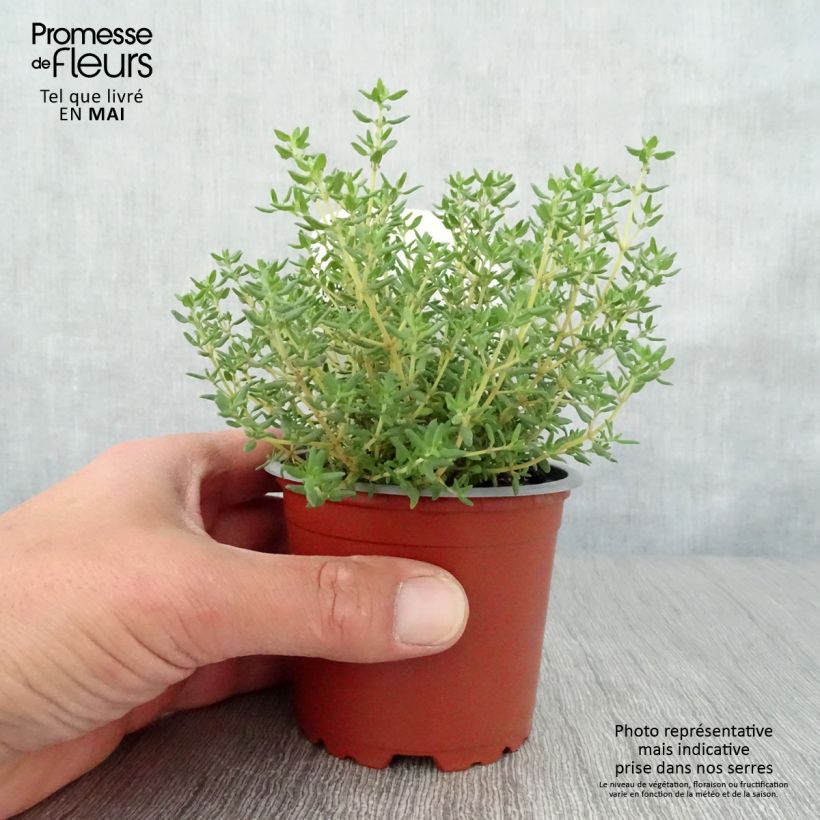 Spécimen de Thymus vulgaris Compactus - Thym commun Compactus BIO Pot de 10 cm/11cm tel que livré au printemps