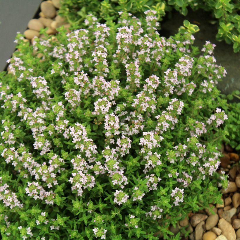 Thymus vulgaris Compactus - Thym commun Compactus BIO (Port)