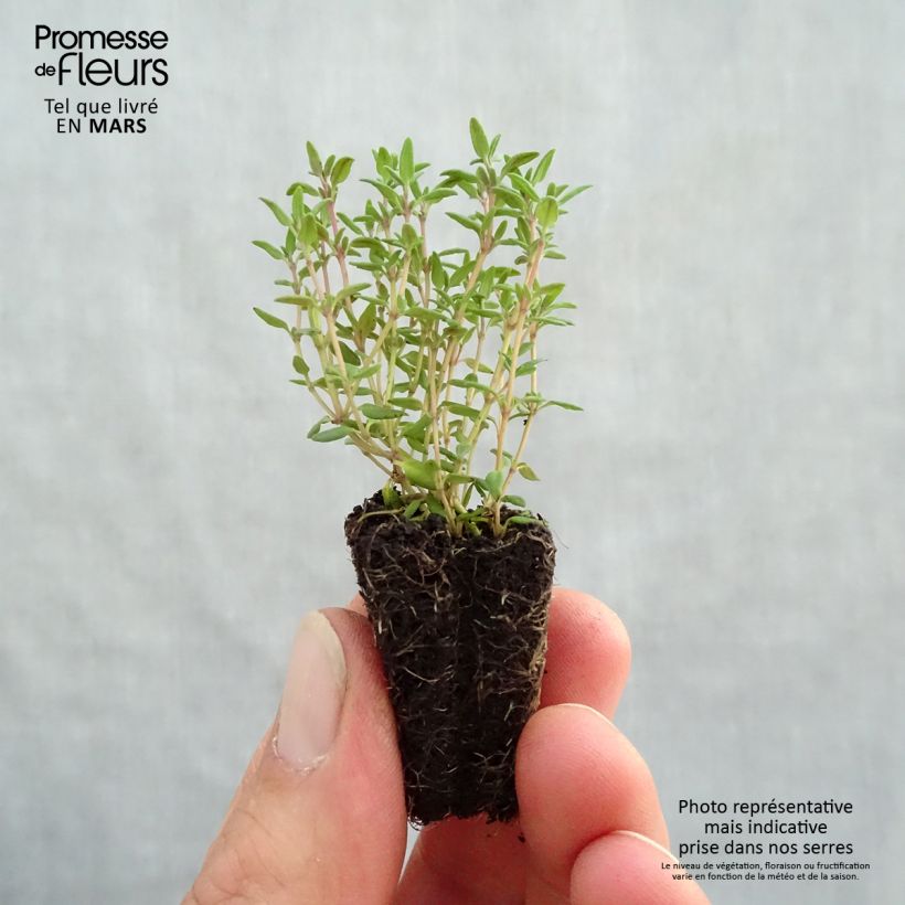 Spécimen de Thymus vulgaris Compactus - Thym commun Compactus BIO Mini-motte Ø 3/4 cm tel que livré au printemps