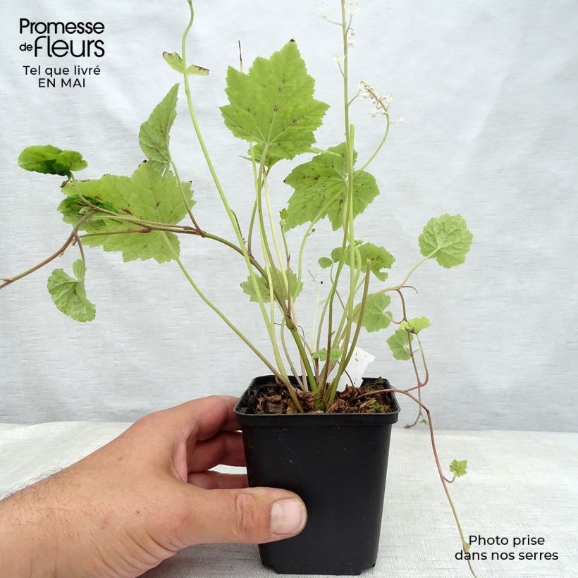 Example of Tiarella Appalachian Trail Godet de 8/9 cm as you get in printemps