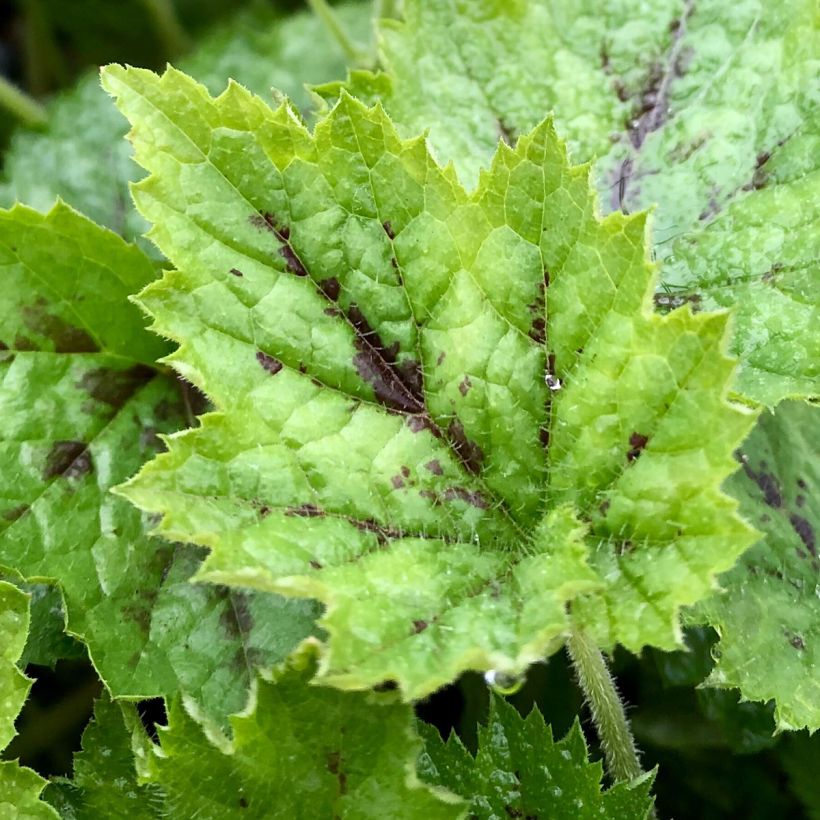 Tiarella Appalachian Trail (Foliage)