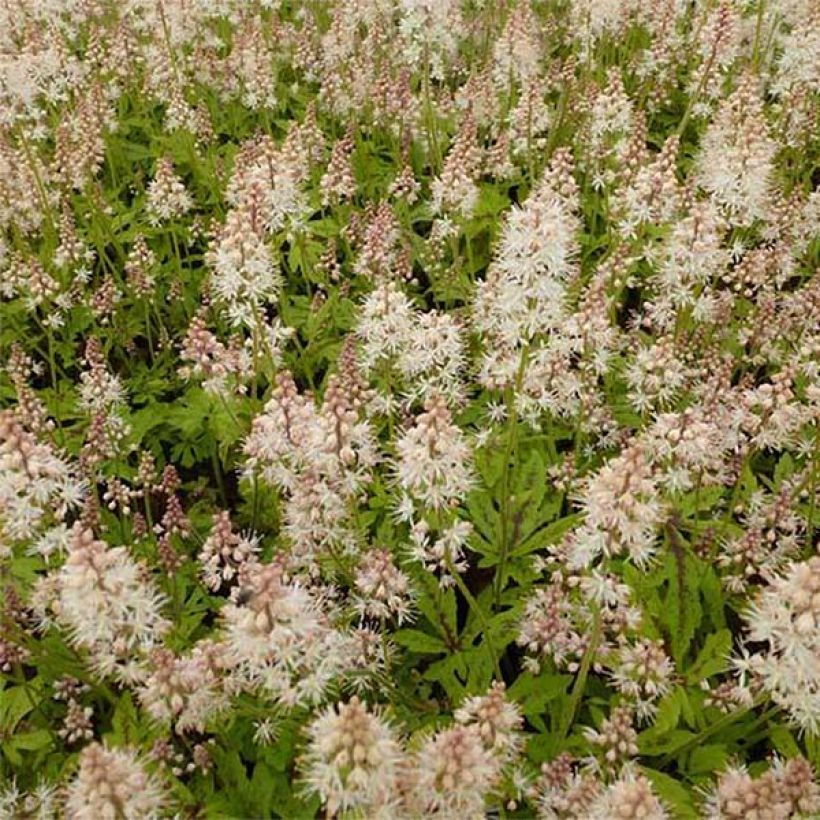 Tiarelle - Tiarella Arpeggio (Flowering)