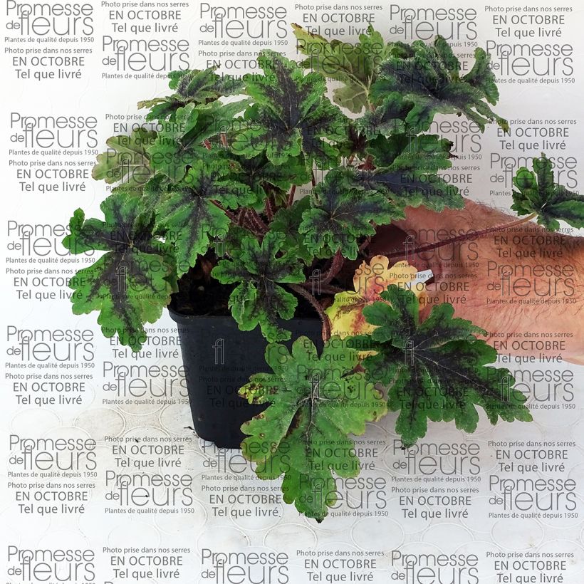 Exemple de spécimen de Tiarella Crow Feather - Tiarelle hybride Godet de 8/9 cm tel que livré