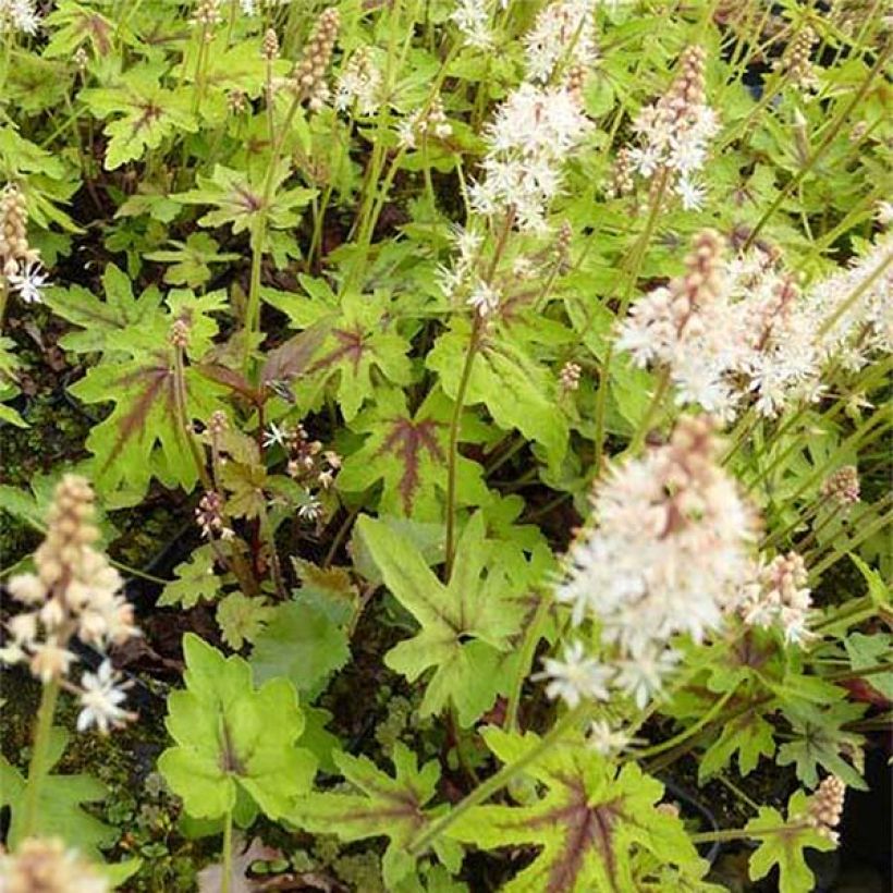 Tiarelle - Tiarella cordifolia Mint Chocolate (Foliage)