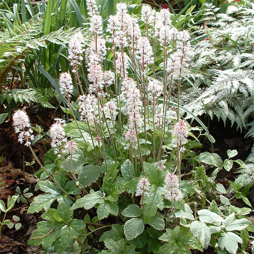 Tiarella cordifolia Pink Brushes (Port)