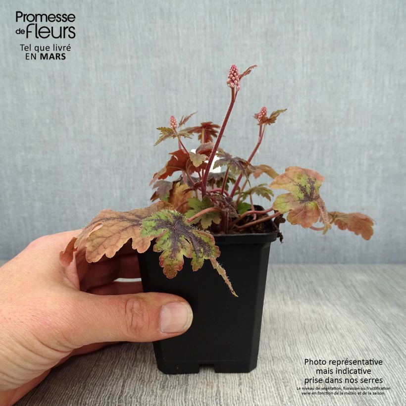 Spécimen de Tiarelle Sugar and Spice Godet de 8/9 cm tel que livré au printemps